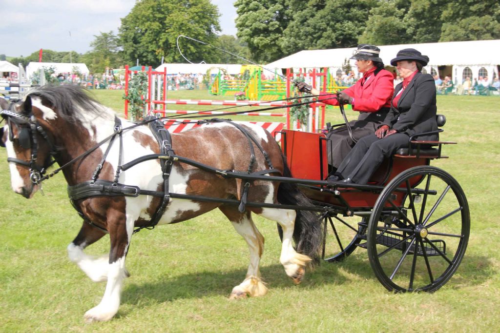 Exhibitor Light Horses